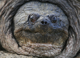 Common Snapping Turtle